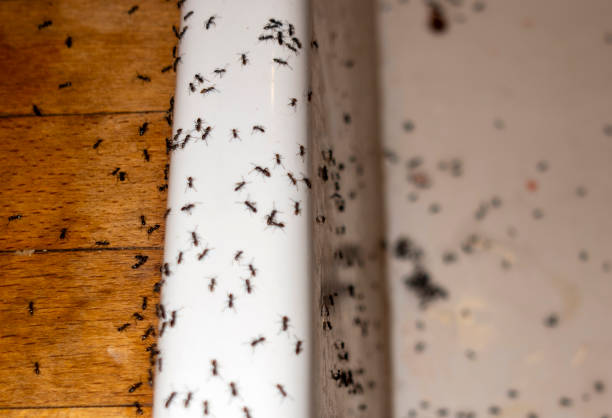 Best Pest Removal Services  in Dublin, CA